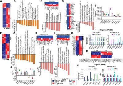 Molecular and epigenetic alterations in normal and malignant myelopoiesis in human leukemia 60 (HL60) promyelocytic cell line model